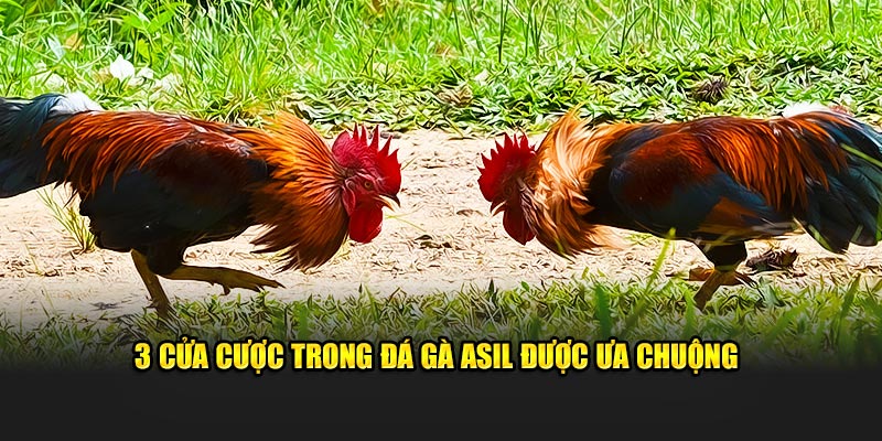 3 cửa cược trong đá gà Asil được ưa chuộng