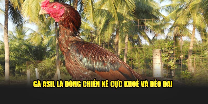 Gà Asil là dòng chiến kê cực khoẻ và dẻo dai