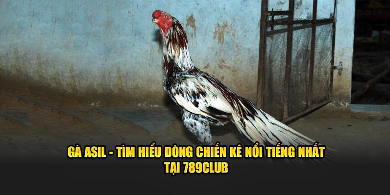 Gà Asil - Tìm Hiểu Dòng Chiến Kê Nổi Tiếng Nhất Tại 789Club