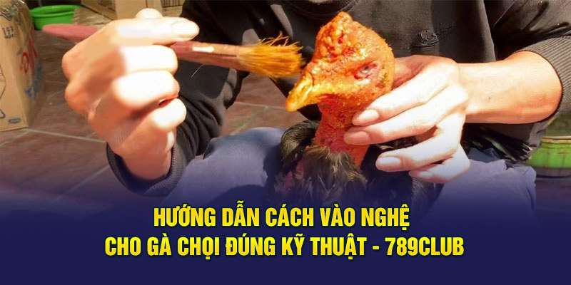 Cách vào nghệ cho gà chọi