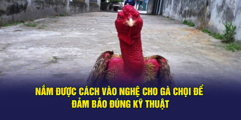 Nắm được cách vào nghệ cho gà chọi để đảm bảo đúng kỹ thuật