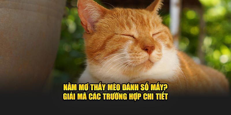 nằm mơ thấy mèo đánh số mấy
