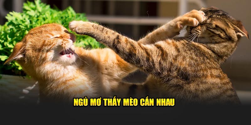 Ngủ mơ thấy mèo cắn nhau