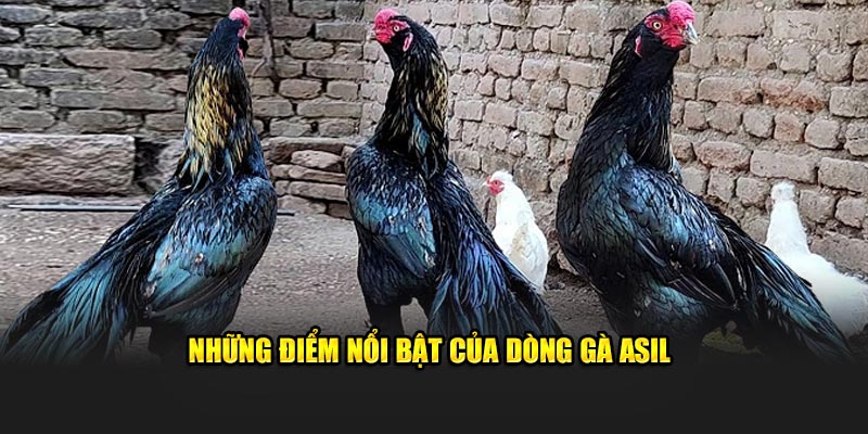Những điểm nổi bật của dòng gà Asil
