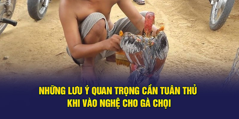 Những lưu ý quan trọng cần tuân thủ khi vào nghệ cho gà chọi