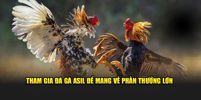 Tham gia đá gà Asil để mang về phần thưởng lớn
