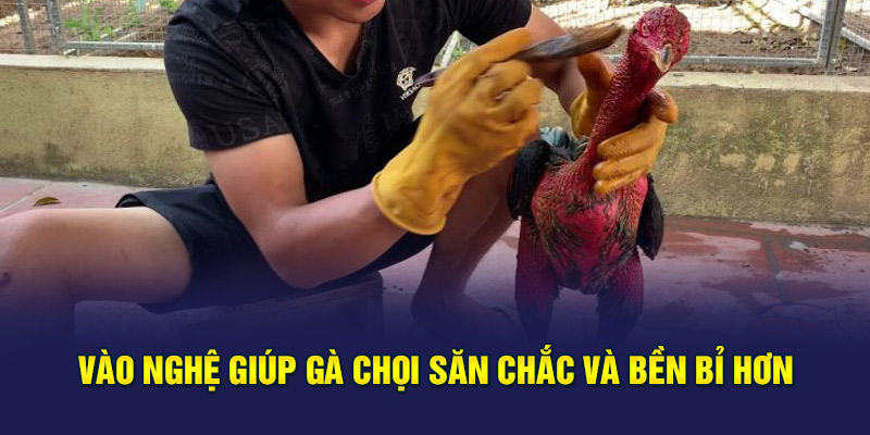 Vào nghệ giúp gà chọi săn chắc và bền bỉ hơn